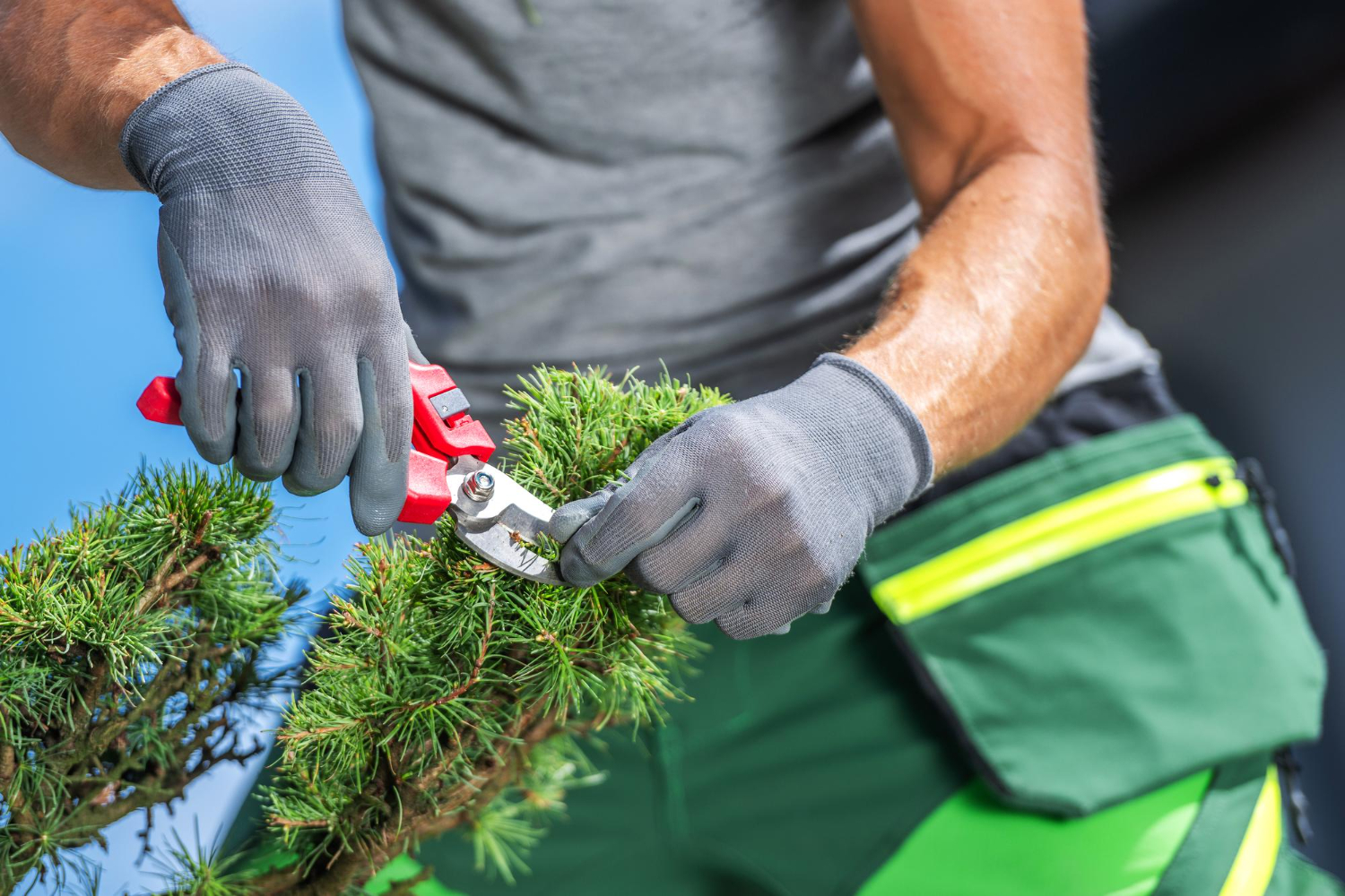 hedge trimming