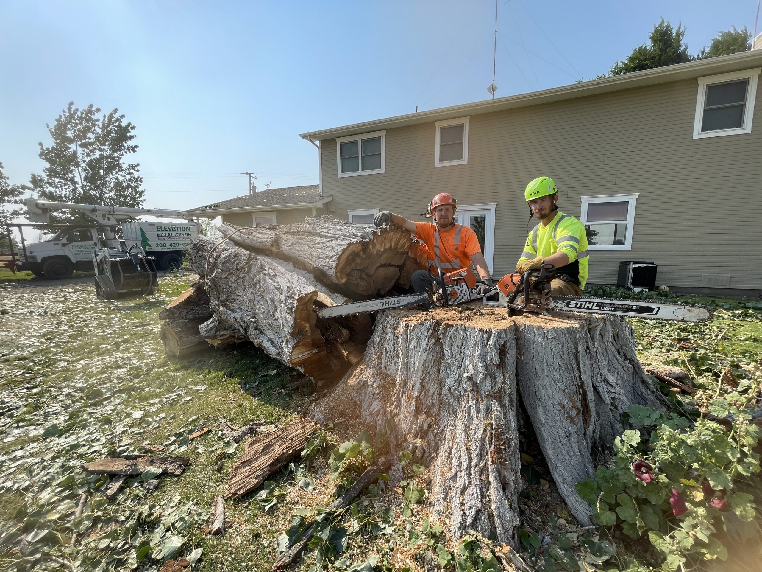 large tree removal