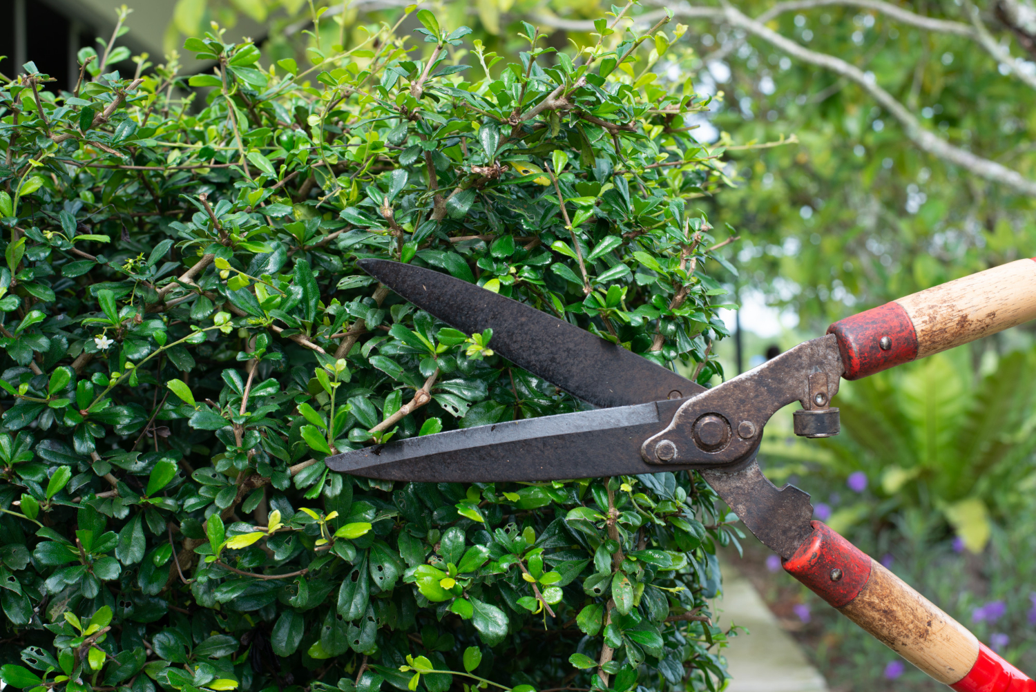 shrub trimming